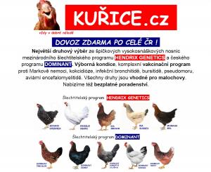 KUŘICE