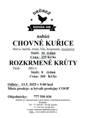 Chovné kuřice